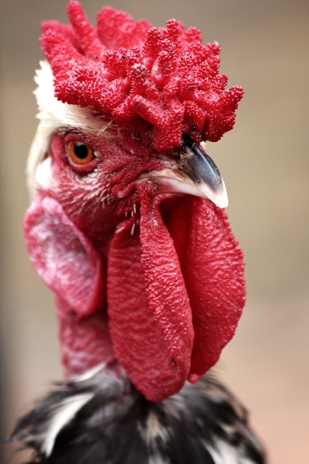 photo "***" tags: nature, pets/farm animals