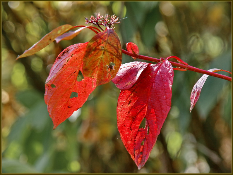 photo "***" tags: landscape, autumn