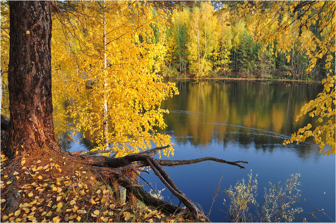 photo "***" tags: landscape, autumn, forest