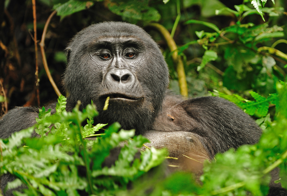 photo "***" tags: nature, travel, Africa, wild animals