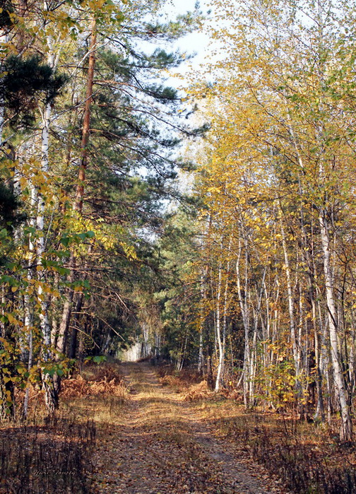 фото "В осеннем лесу" метки: , 