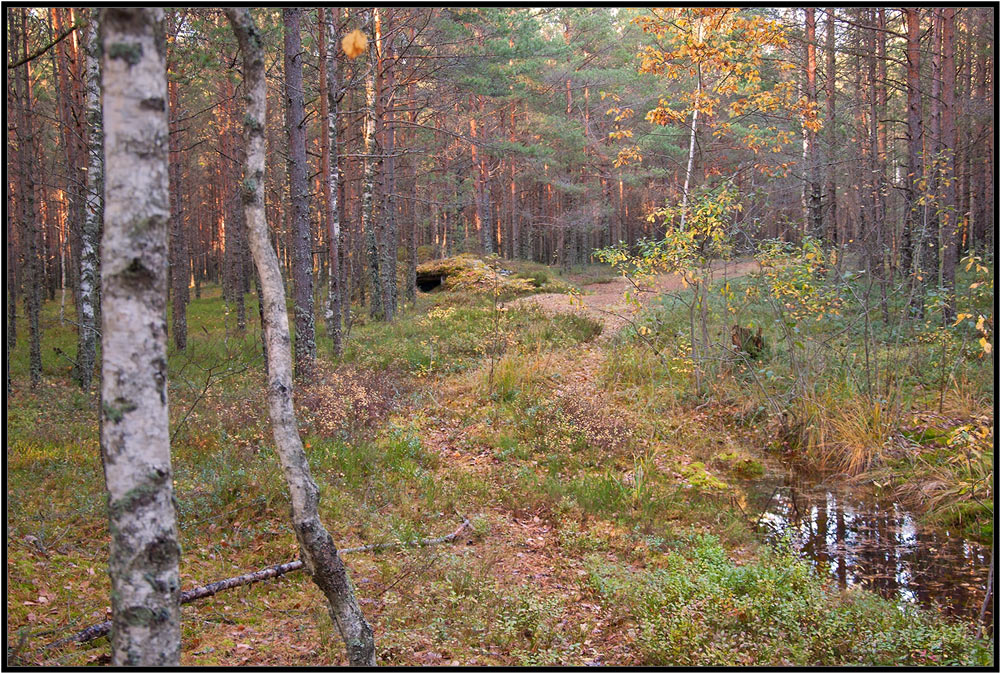 photo "***" tags: landscape, autumn, forest