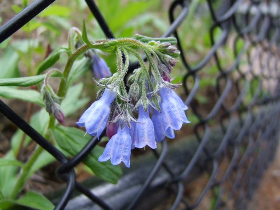 photo "Беглец" tags: nature, travel, North America, flowers