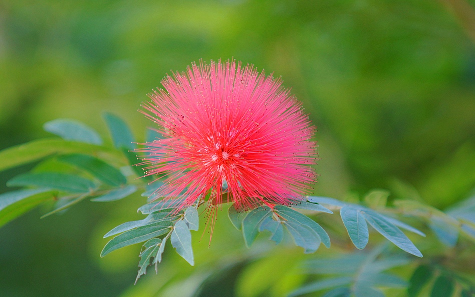 photo "red" tags: travel, nature, Asia, flowers