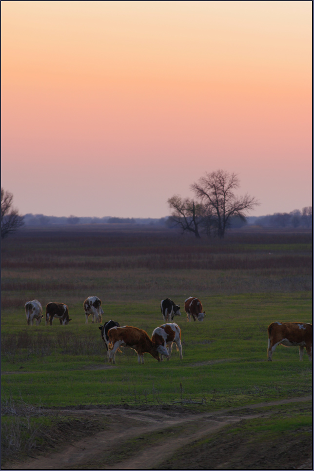 photo "***" tags: landscape, nature, pets/farm animals, sunset