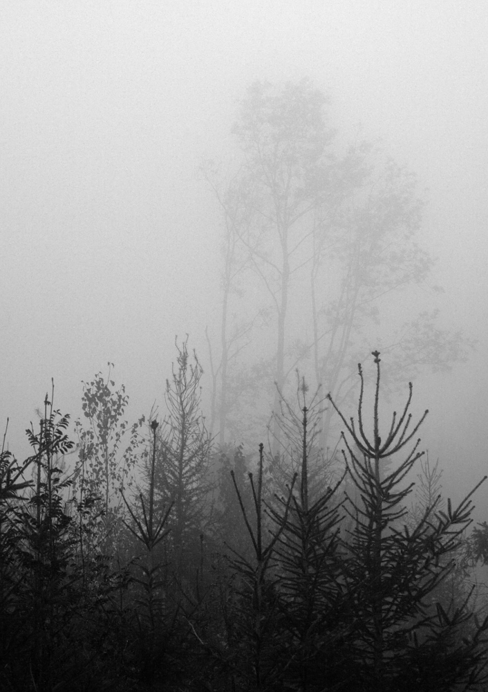 photo "Wood & Fog" tags: landscape, black&white, forest