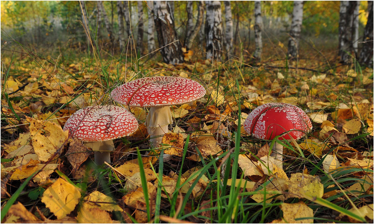 photo "***" tags: macro and close-up, landscape, autumn