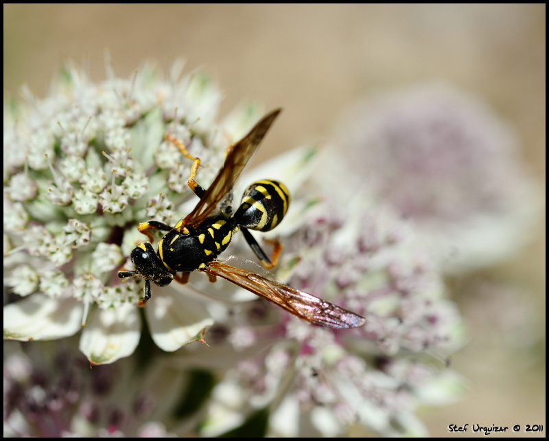 photo "Festin Automnale" tags: nature, insect