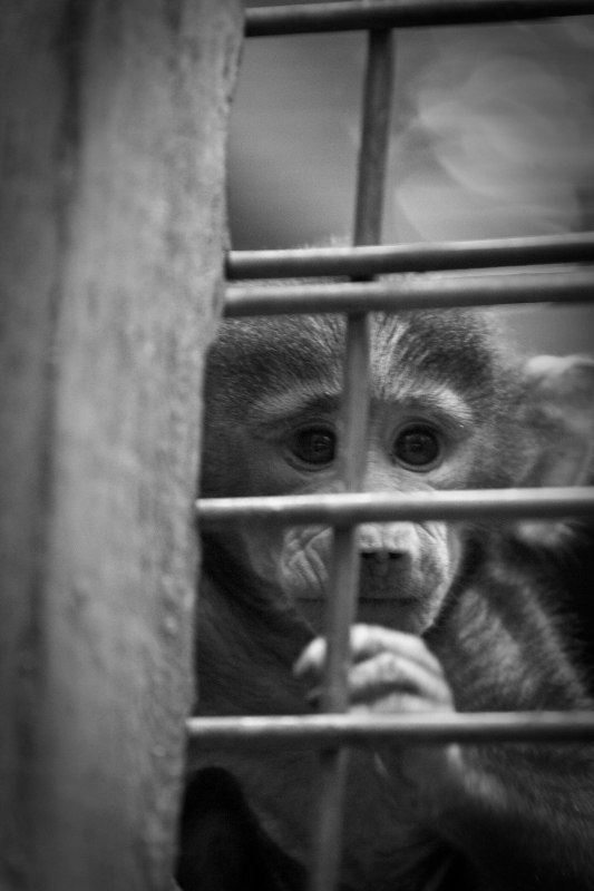 photo "The Prisoner" tags: nature, black&white, wild animals