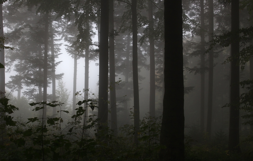 photo "***" tags: landscape, autumn, forest