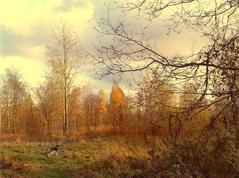 photo "***" tags: landscape, autumn