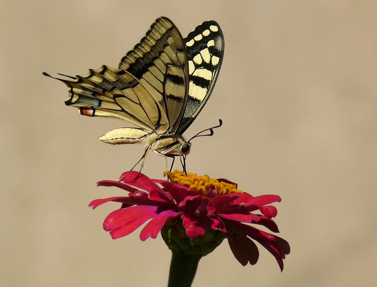 фото "Papilio machaon" метки: природа, макро и крупный план, 