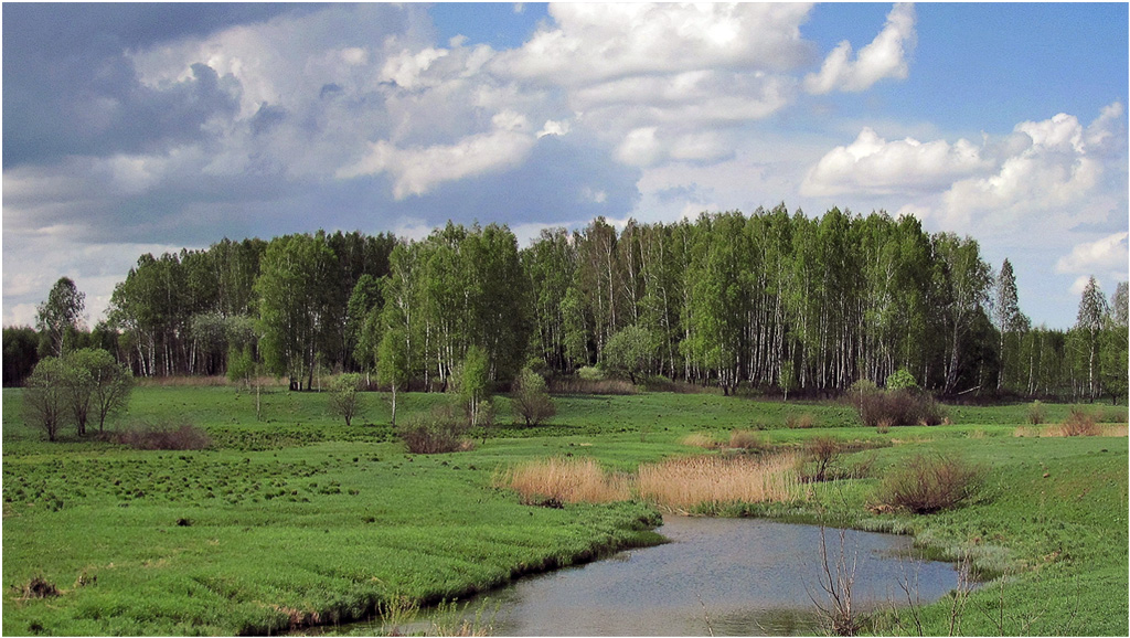 фото "Березовая роща" метки: пейзаж, лес