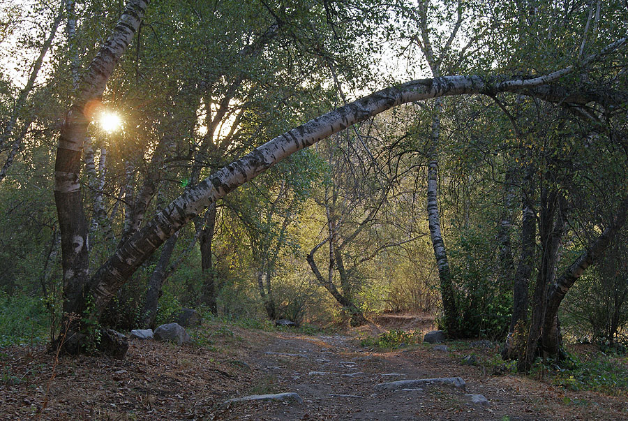 photo "***" tags: landscape, forest, sunset