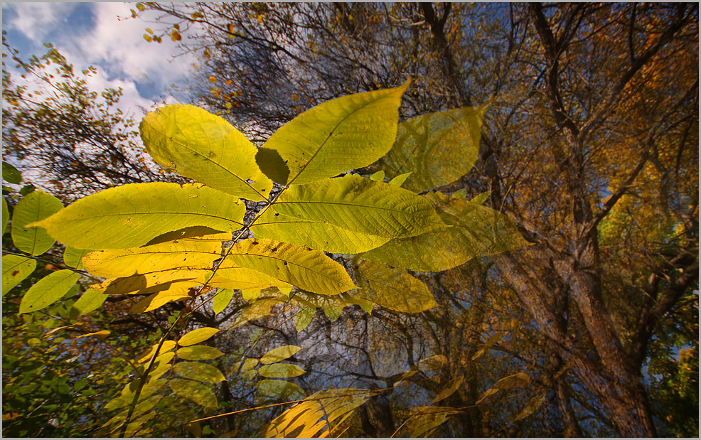 photo "Soul of autumn" tags: montage, 