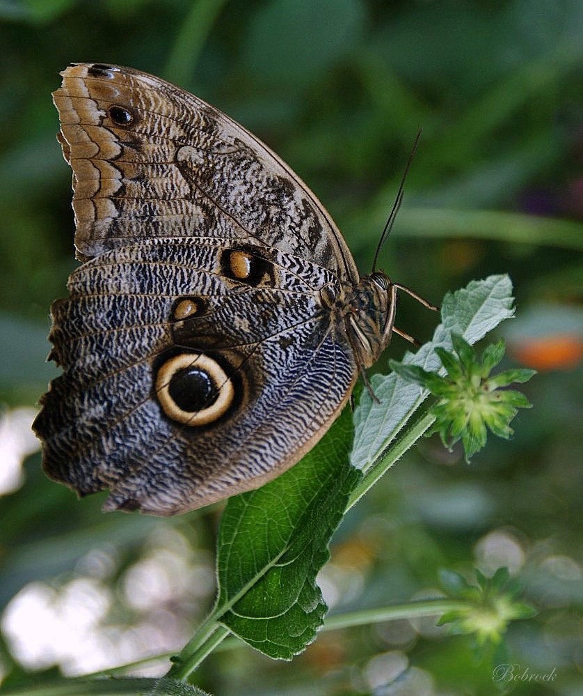 photo "butterfly" tags: nature, wild animals