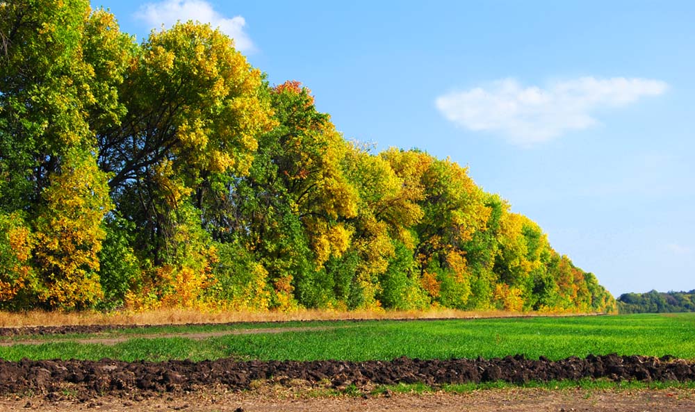 photo "***" tags: landscape, autumn, forest