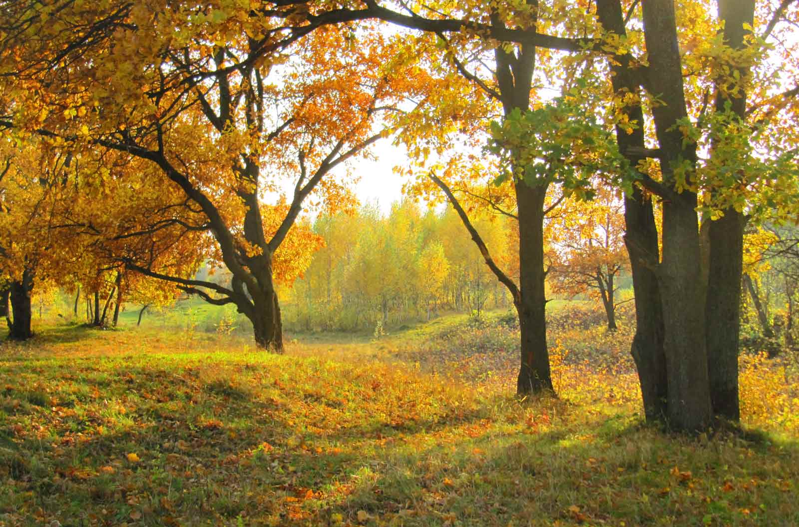 photo "***" tags: landscape, autumn, forest