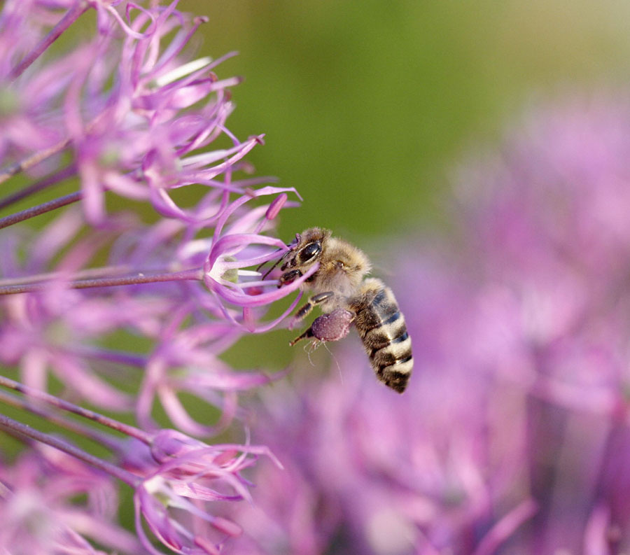 photo "***" tags: nature, insect