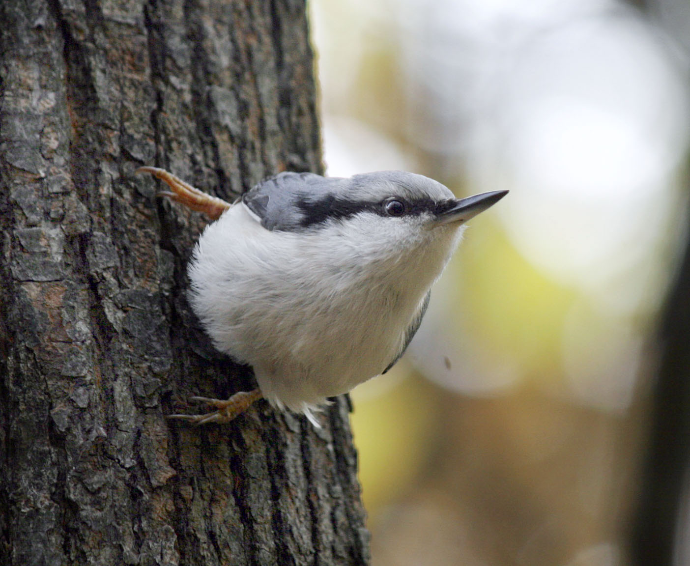 photo "***" tags: nature, wild animals