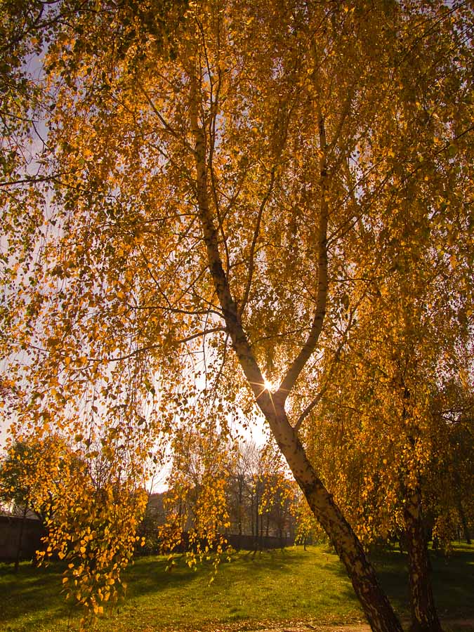 фото "Лучи осени" метки: пейзаж, осень