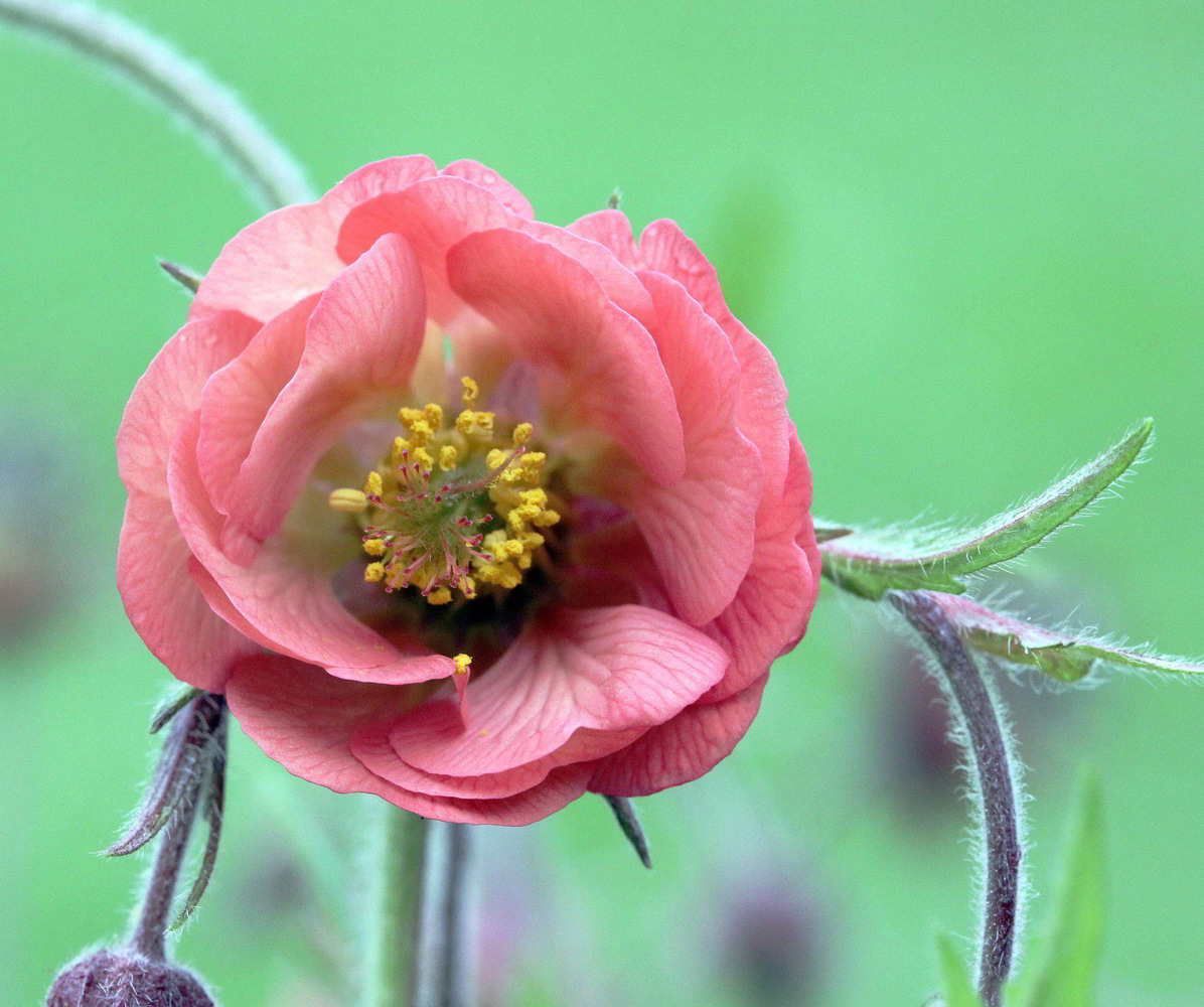 photo "GEUM FLOWER" tags: nature, flowers