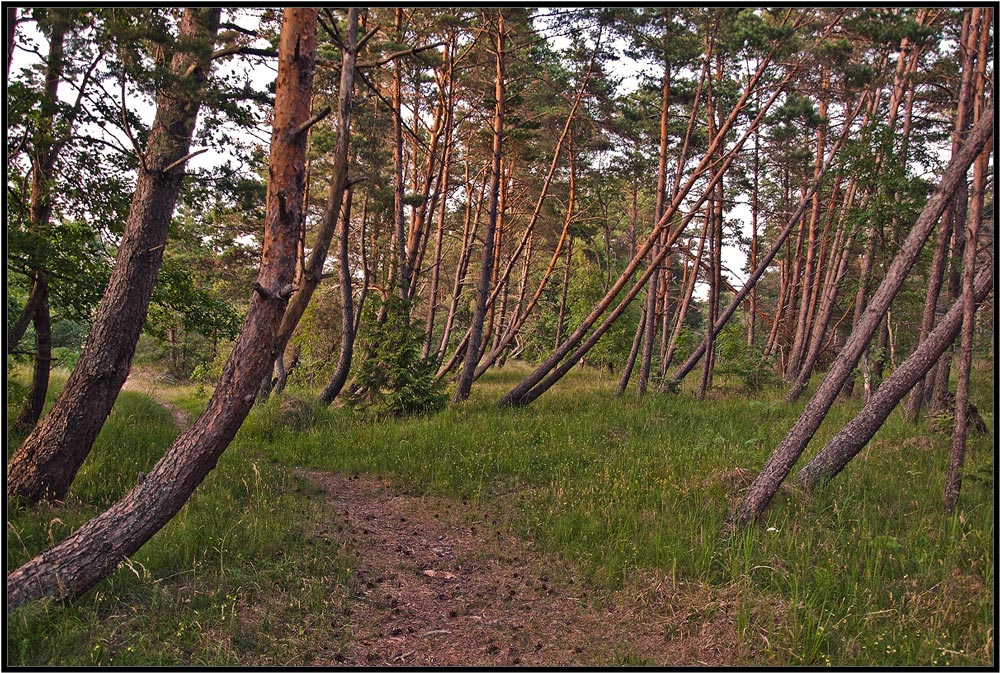 фото "Здесь дуют ветры..." метки: пейзаж, лес