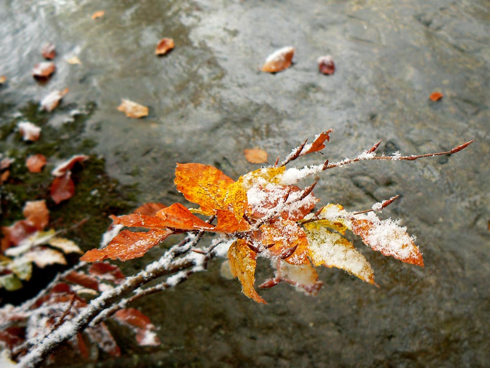 фото "Холодное и горячее" метки: пейзаж, лес, осень
