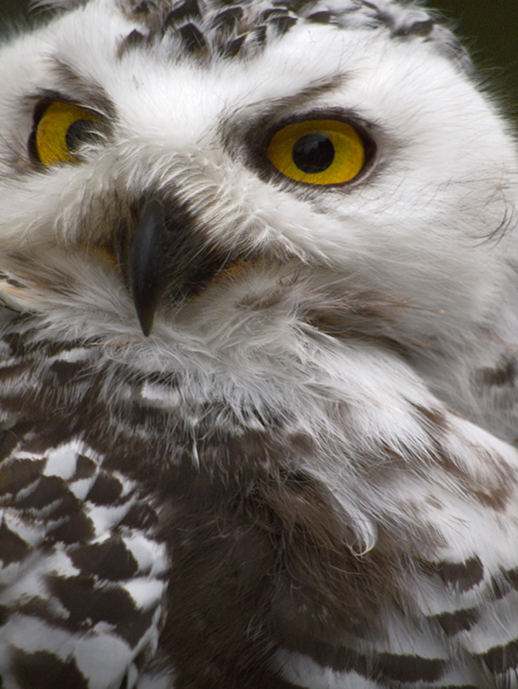 фото "Snow Owl" метки: природа, дикие животные