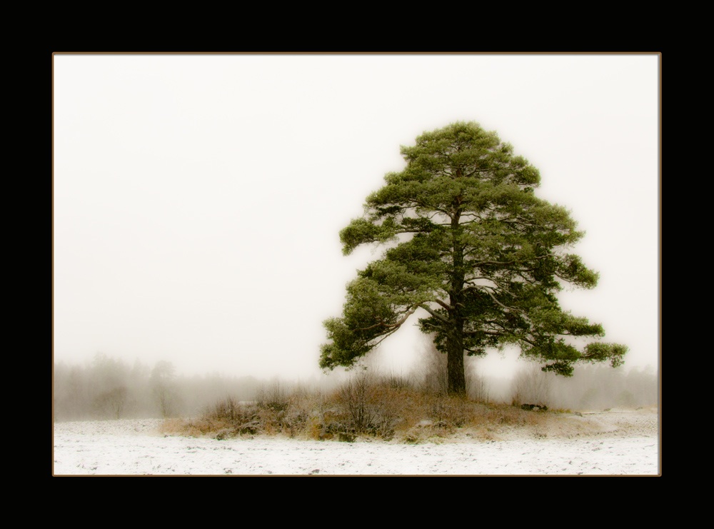 photo "lonely tree" tags: landscape, winter