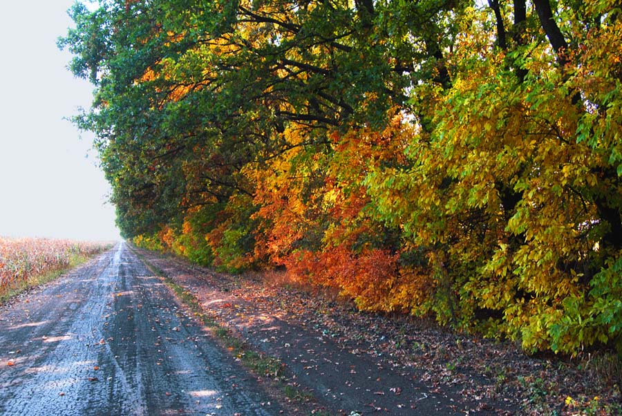 фото "Осенний наряд." метки: пейзаж, лес, осень