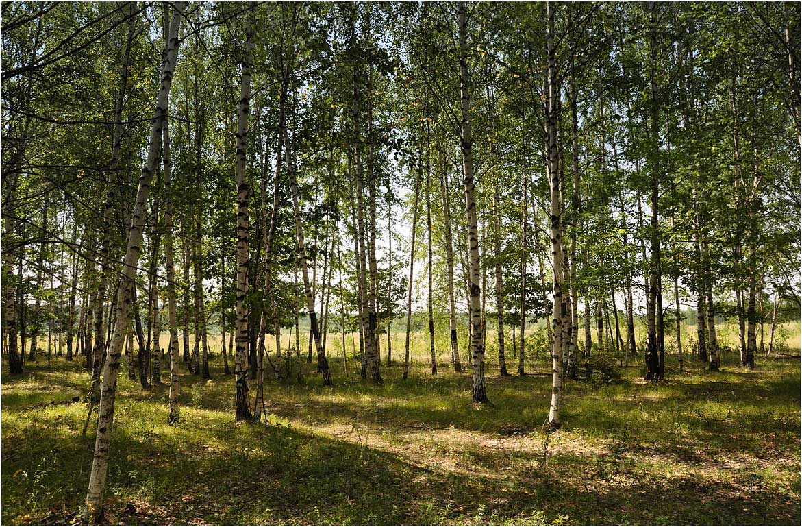 фото "В березняке" метки: пейзаж, лес, лето