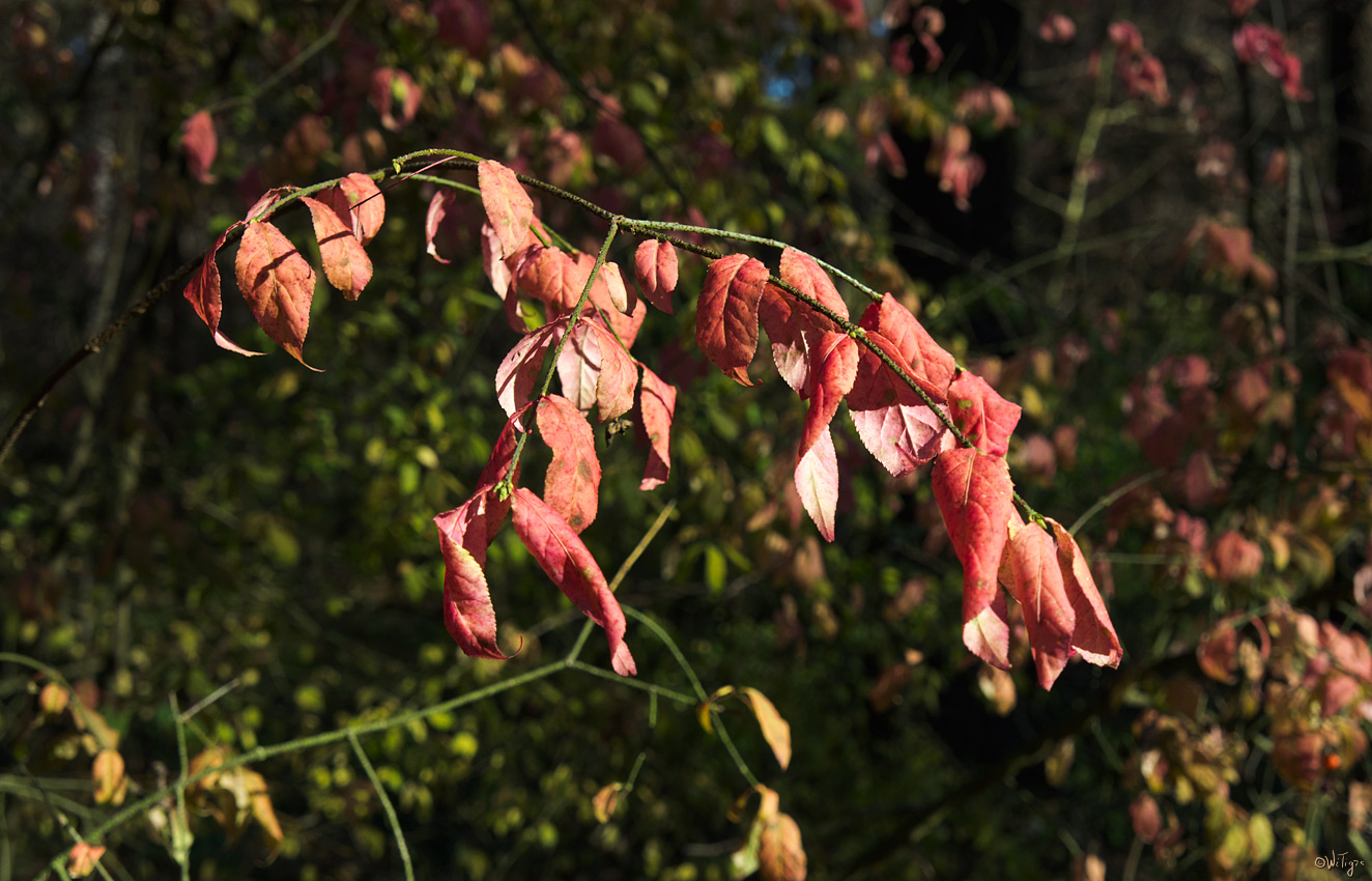 photo "sprig of euonymus" tags: nature, macro and close-up, flowers