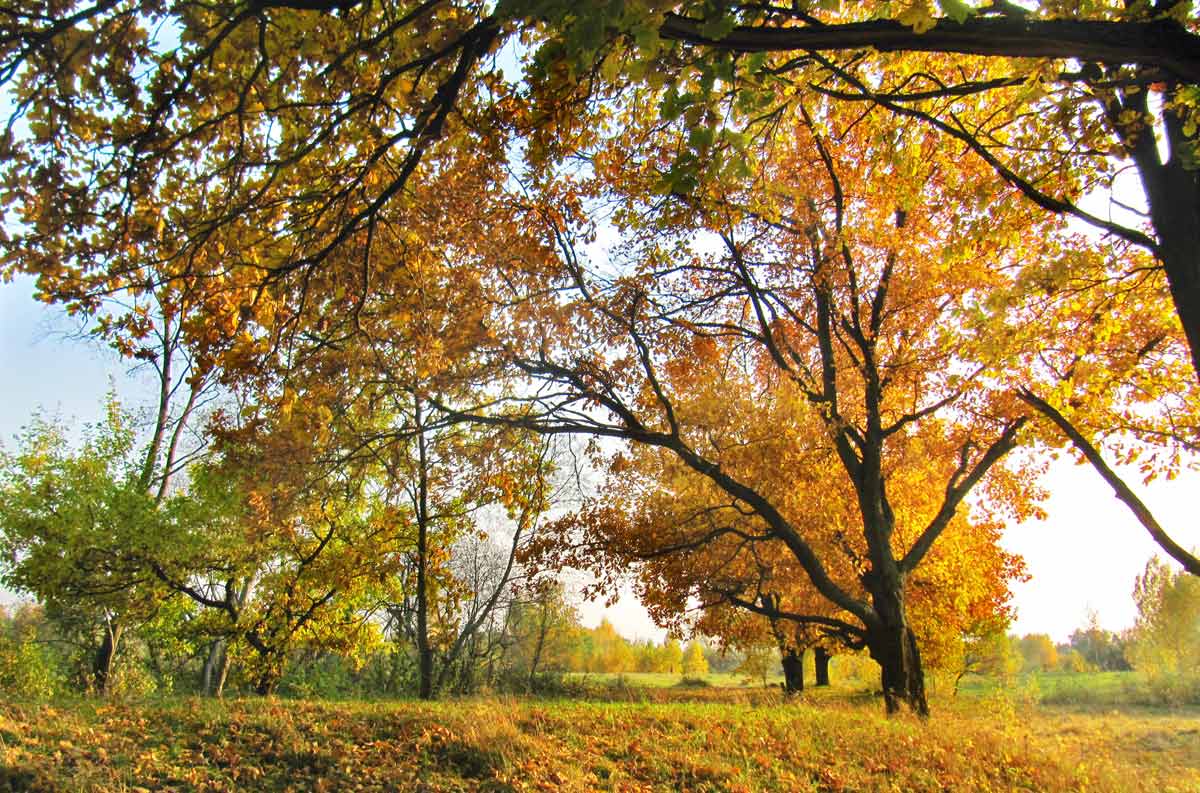 photo "***" tags: landscape, autumn, forest