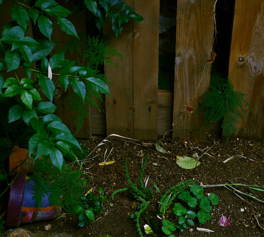 photo "***" tags: fragment, 