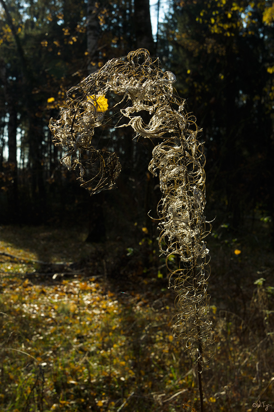 photo "***" tags: nature, landscape, autumn, flowers