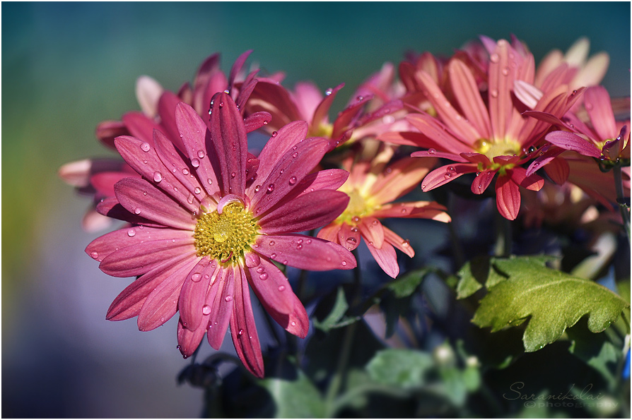 photo "***" tags: macro and close-up, 