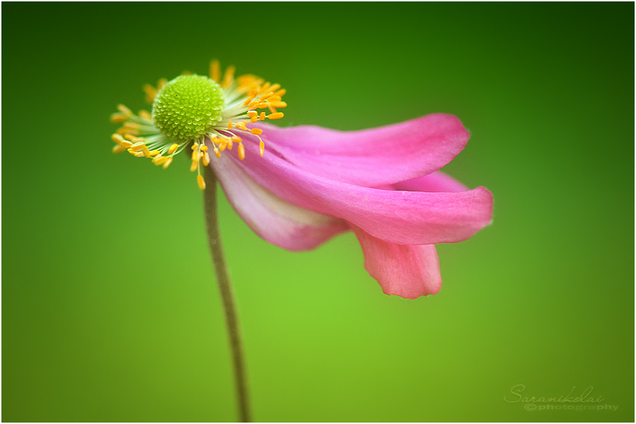 photo "***" tags: macro and close-up, 