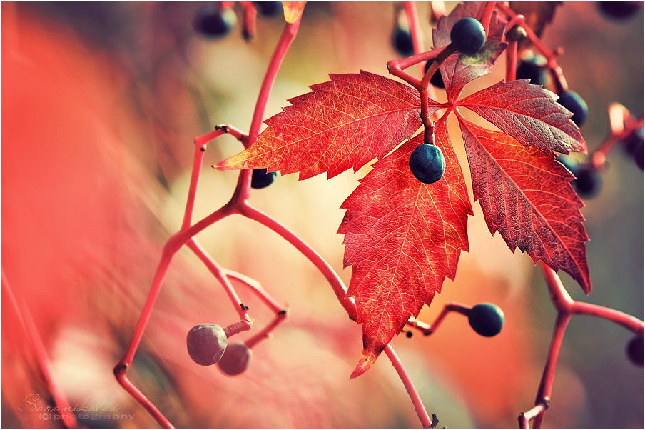 photo "***" tags: macro and close-up, 