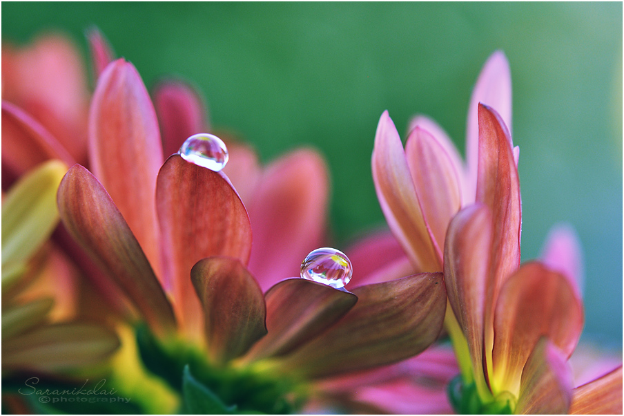 фото "Waterdrops" метки: макро и крупный план, 