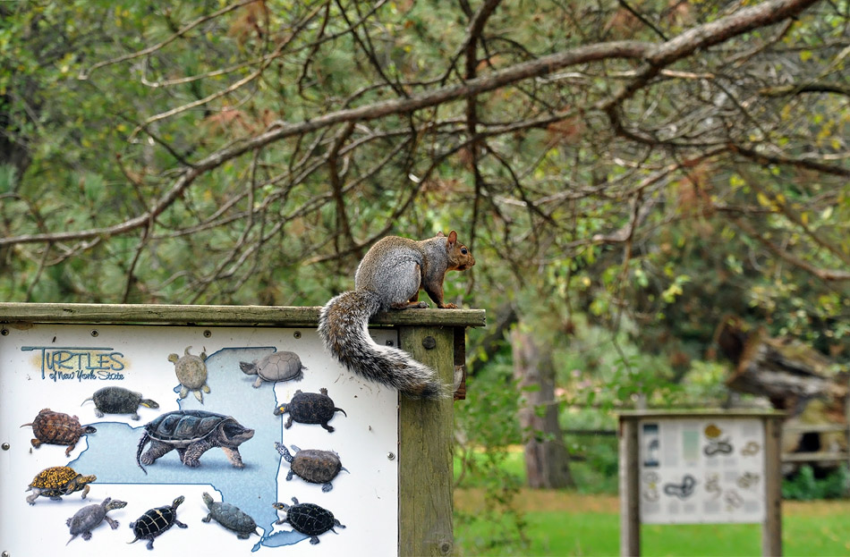 photo "***" tags: nature, wild animals