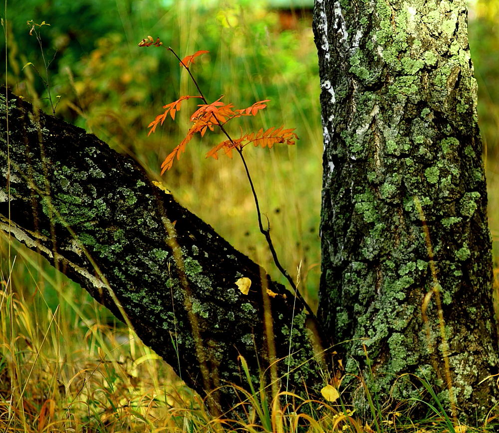 photo "***" tags: nature, flowers