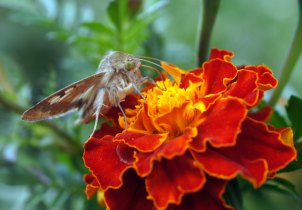 photo "макро" tags: macro and close-up, nature, insect