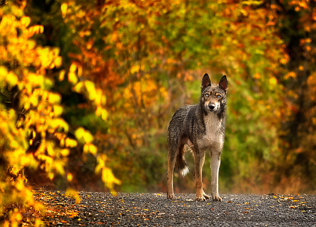 photo "***" tags: nature, wild animals