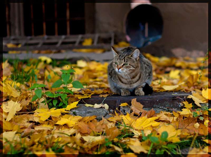 фото "Медитирующий." метки: природа, домашние животные