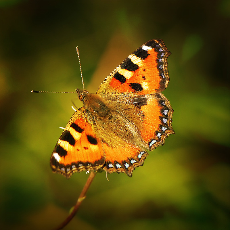 photo "***" tags: macro and close-up, 