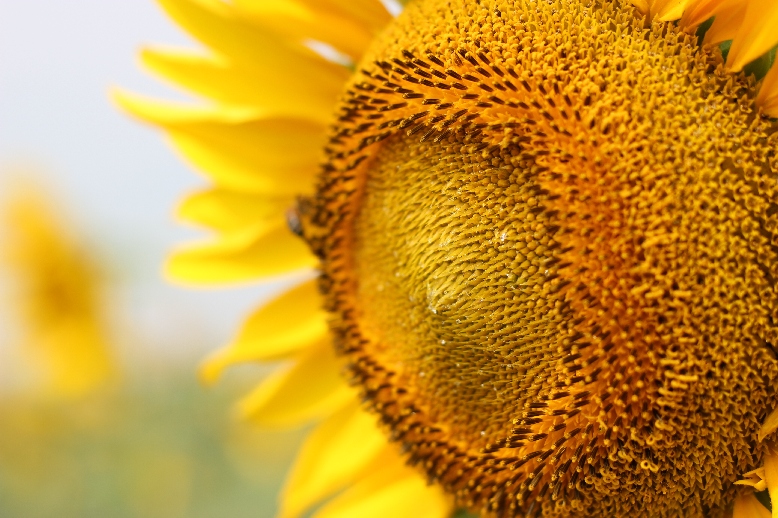 фото "Sunflower up close..." метки: природа, макро и крупный план, цветы