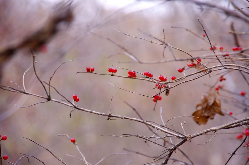 photo "***" tags: landscape, autumn, forest