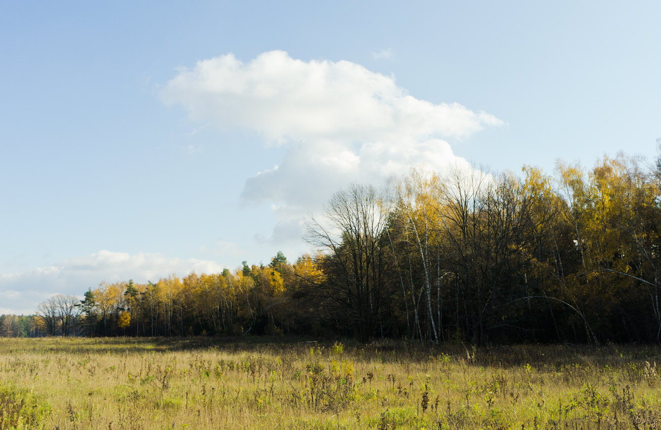 photo "At noon on the edge" tags: landscape, autumn, forest