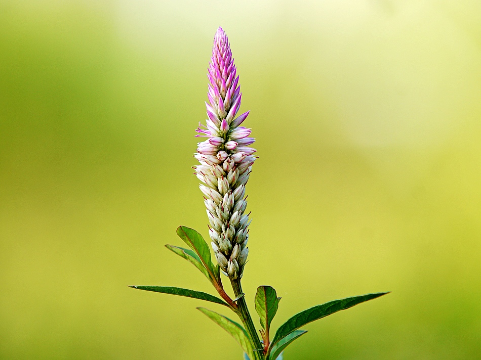 photo "flowers" tags: nature, travel, Asia, flowers